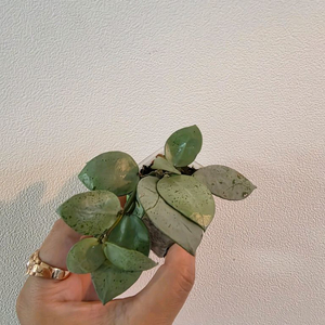 호야 민트코인