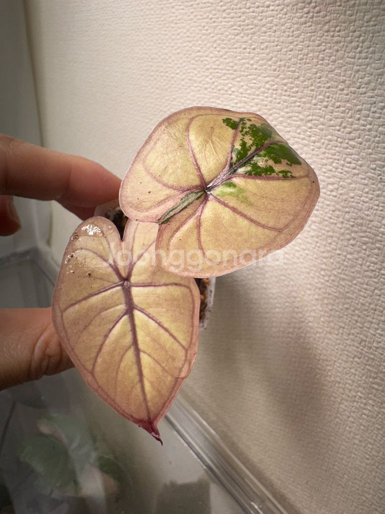 알로카시아 플럼배 핑크 바리에가타--0