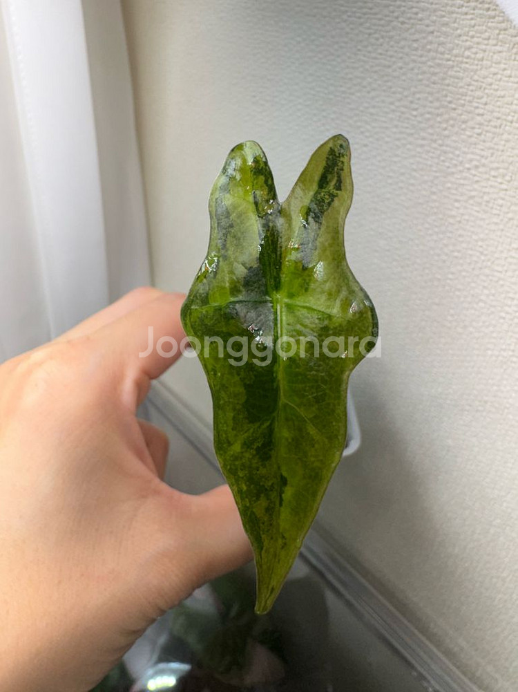 알로카시아 노빌리스 바리에가타 옐로우--0
