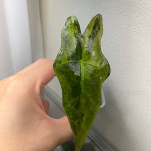 알로카시아 노빌리스 바리에가타 옐로우