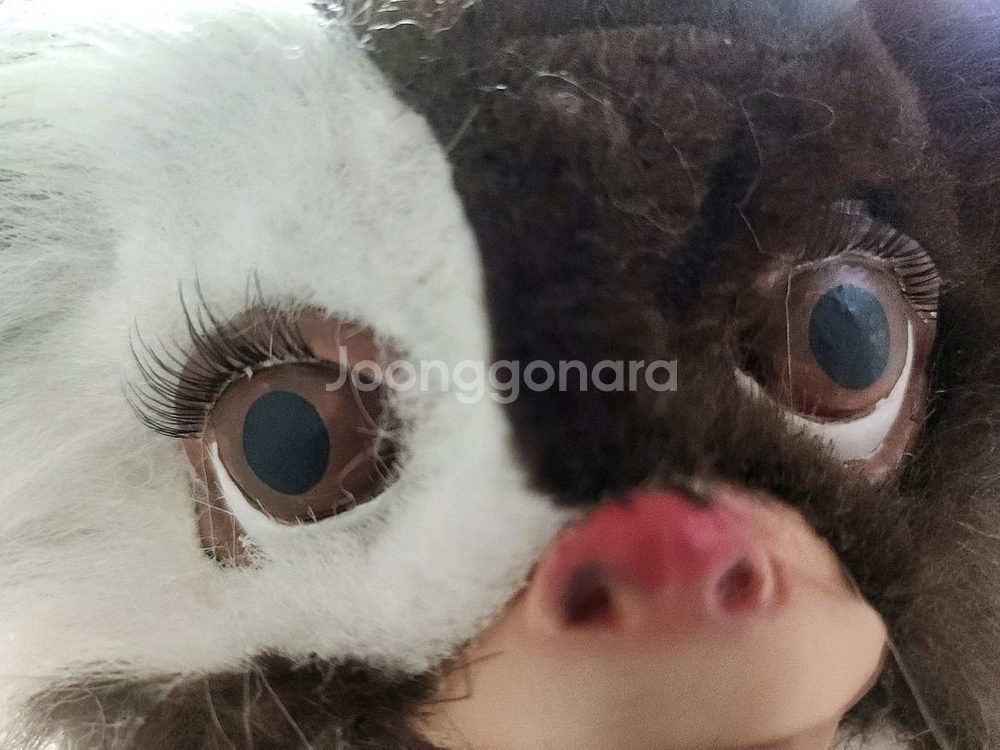 기즈모 모과이 인형--3