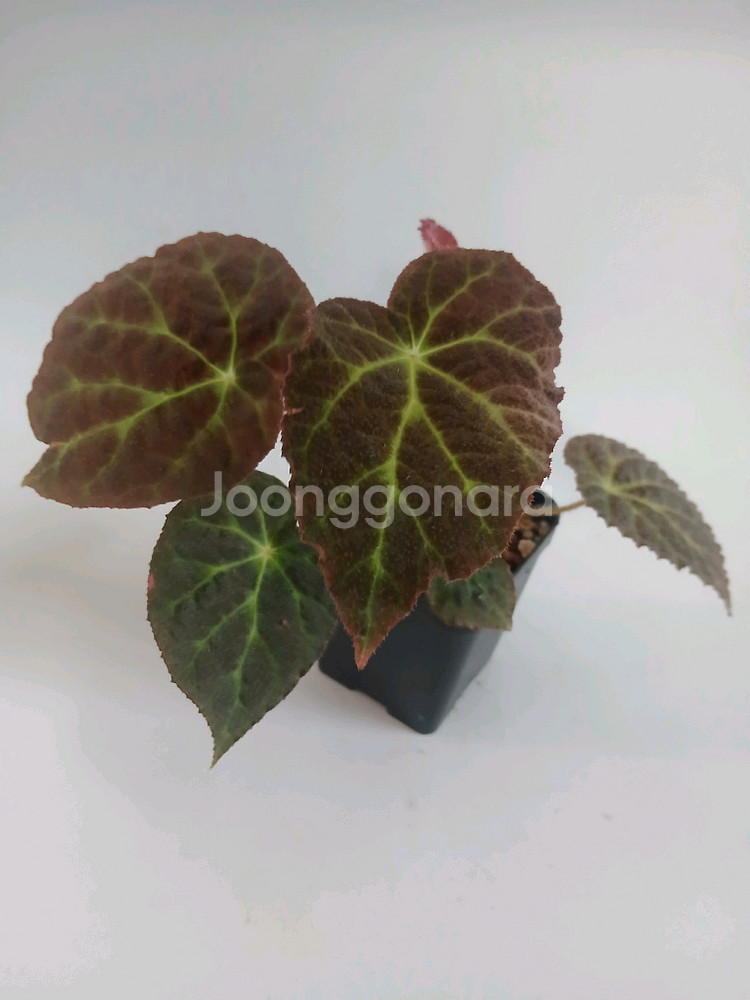 베고니아 빅데코라--0