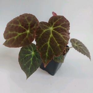 베고니아 빅데코라