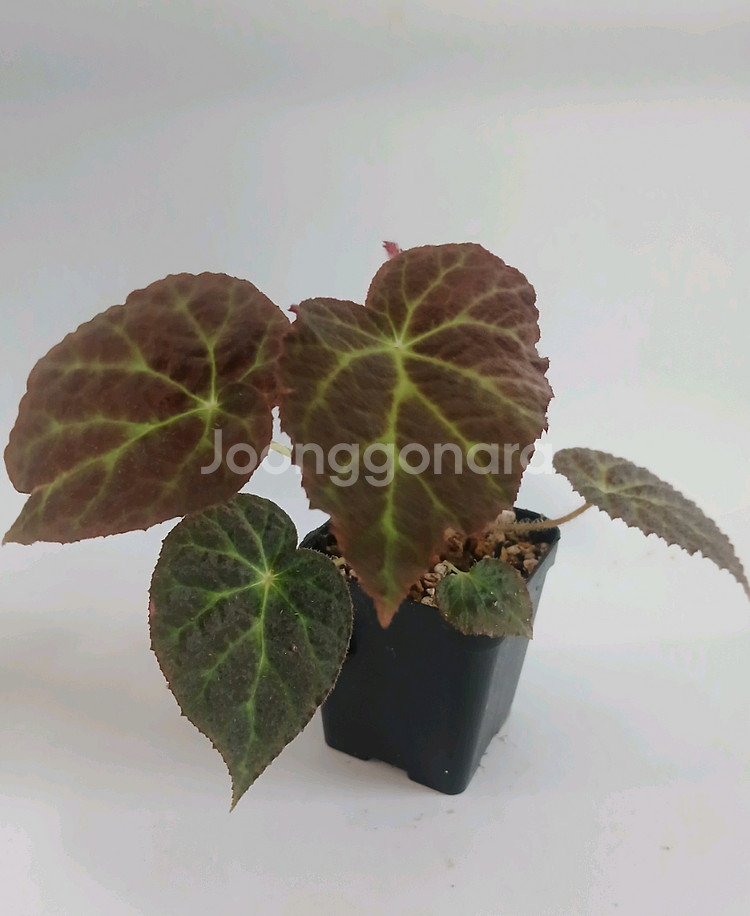 베고니아 빅데코라--1