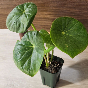 빵떡이))인카나 목베고니아