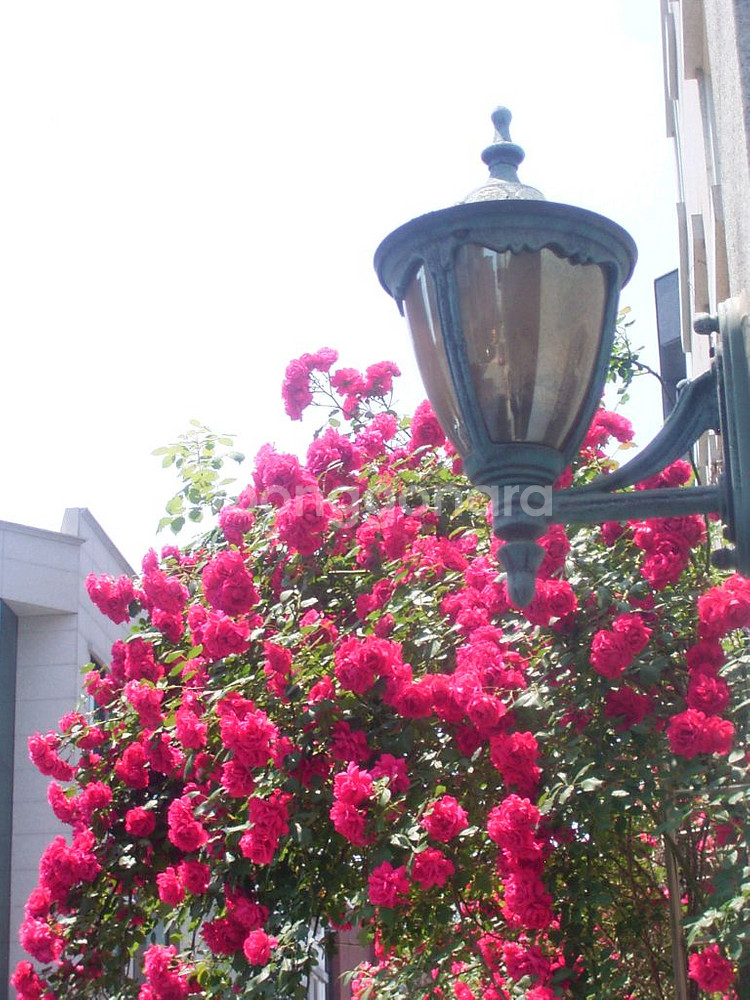 [빈티지디카] 리코 카플리오 400g . 작례O--4