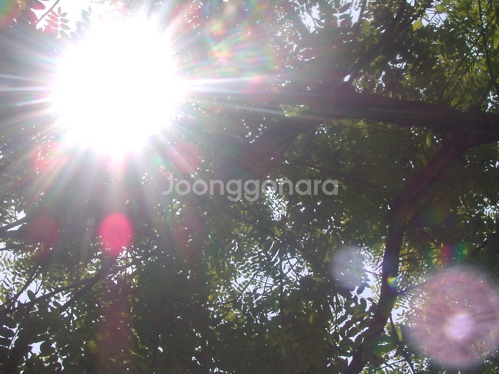 [빈티지디카] 리코 카플리오 400g . 작례O--6