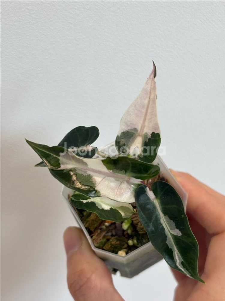 알로카시아 밤비노 바리에가타--3