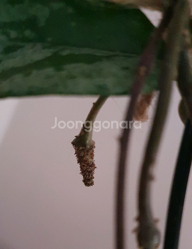 호야 윌버 그레이브--2