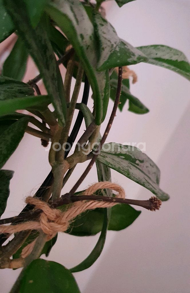 호야 윌버 그레이브--1