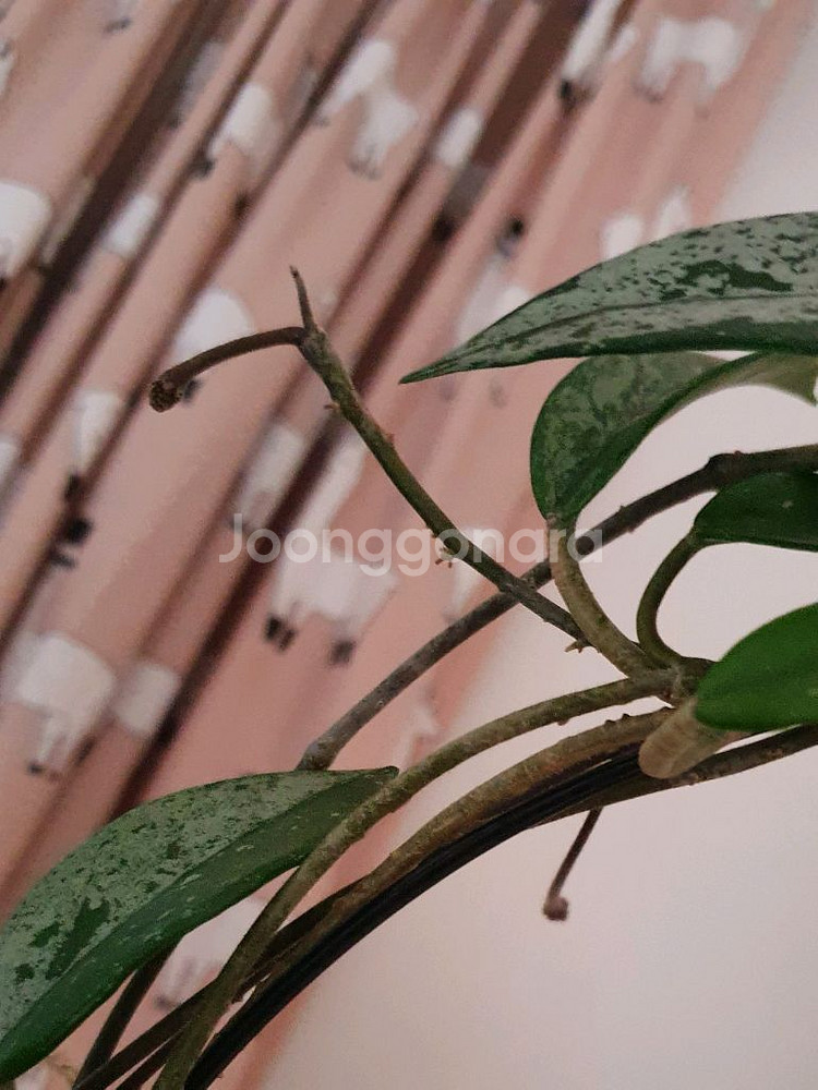 호야 윌버 그레이브--3