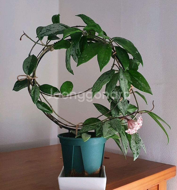 호야 윌버 그레이브--0