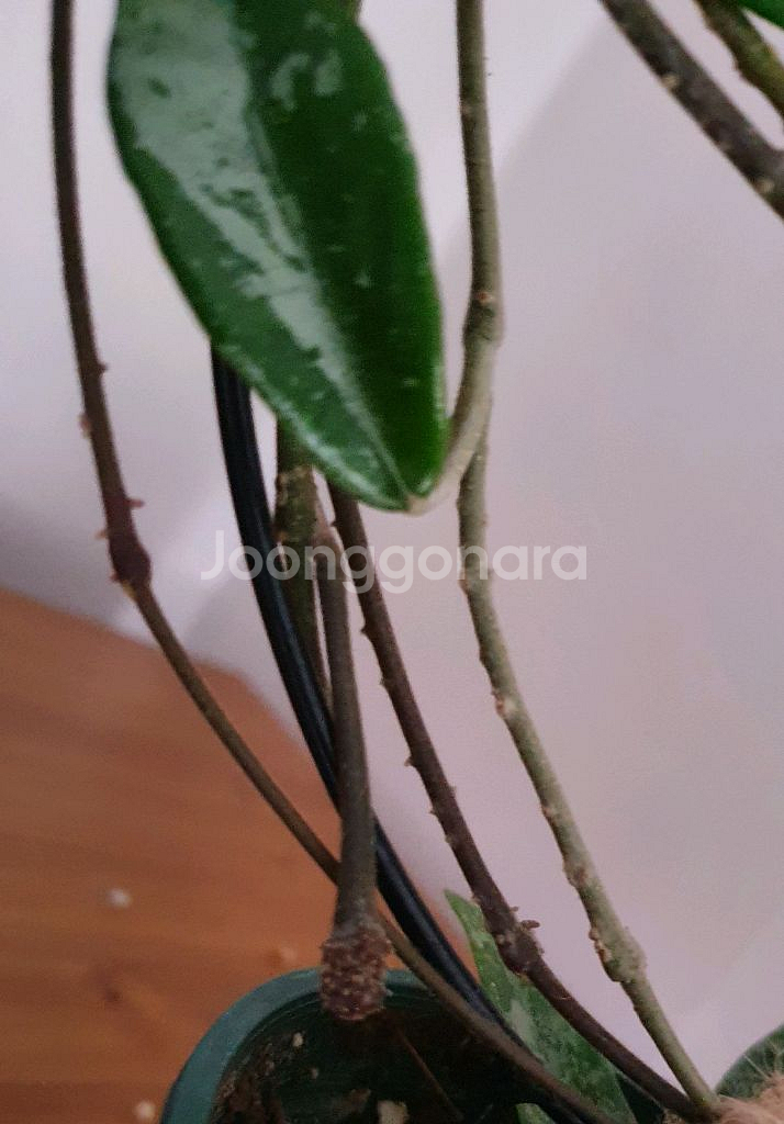 호야 윌버 그레이브--4