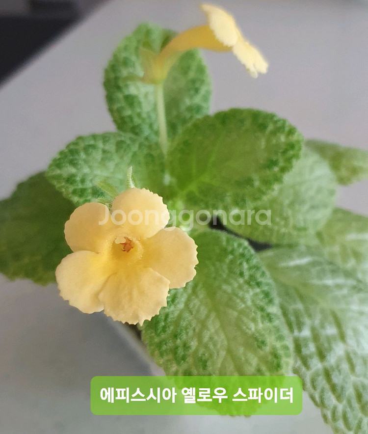 에피스시아 옐로우 스파이더--1