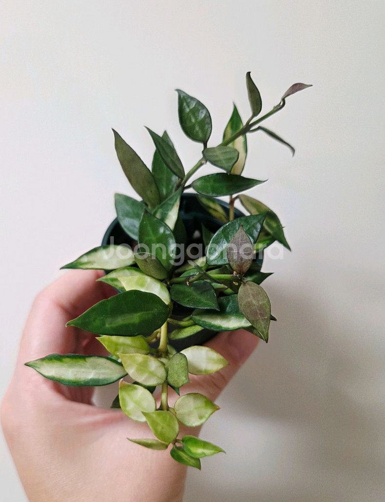 호야 3종 윌버그레이브+라쿠노사 바리에가타에 +첼시--1