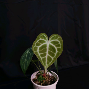 안스리움 퀸클라리네비움 하브(x미나하사)