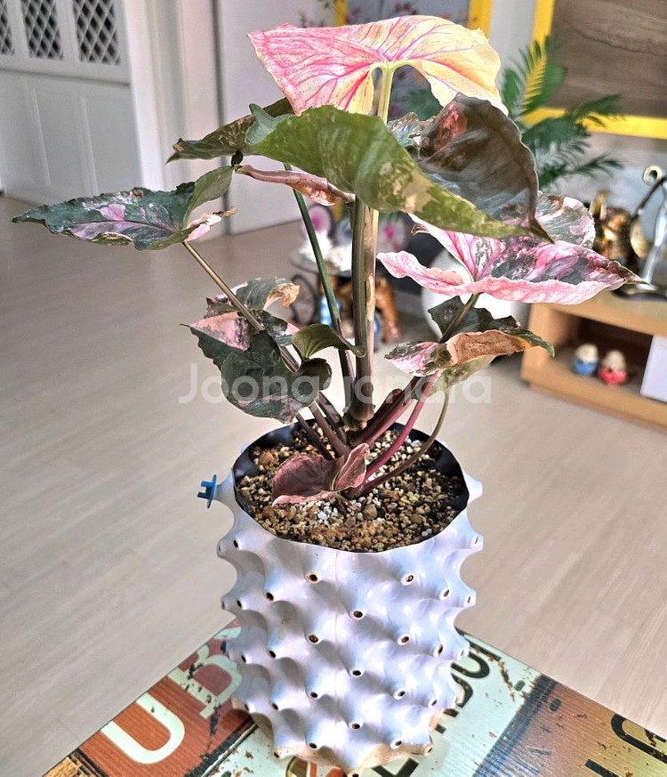 싱고니움 핑크쥬얼리--4