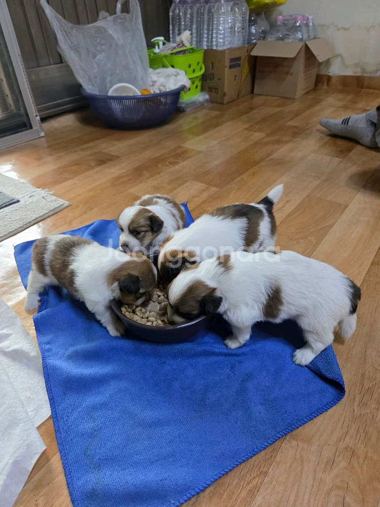 강아지(폰번호01058714294)--0