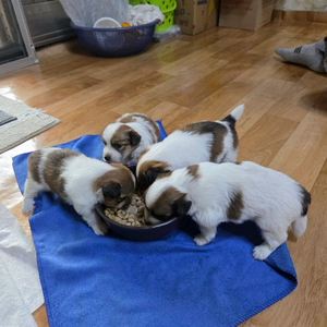 강아지(폰번호01058714294)