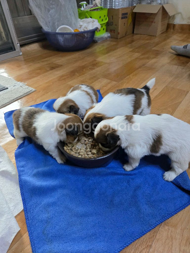 강아지(폰번호01058714294)--2