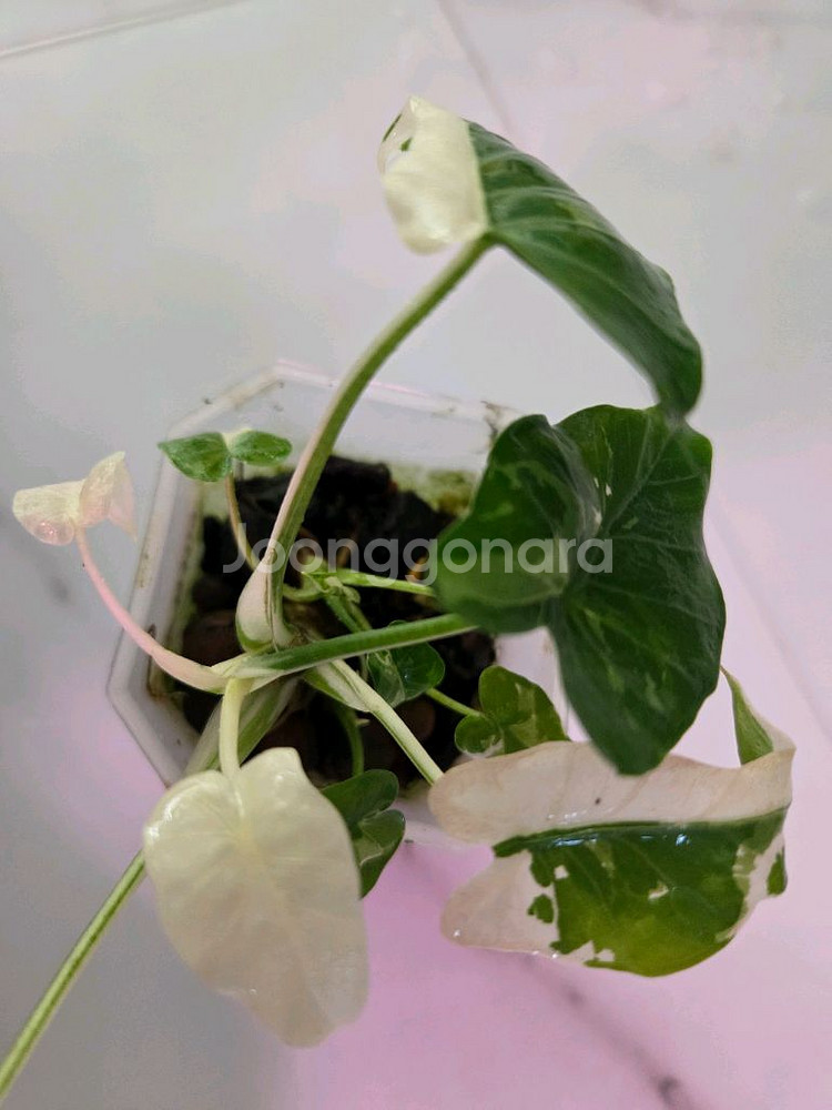 알로카시아 오키나와실버--1