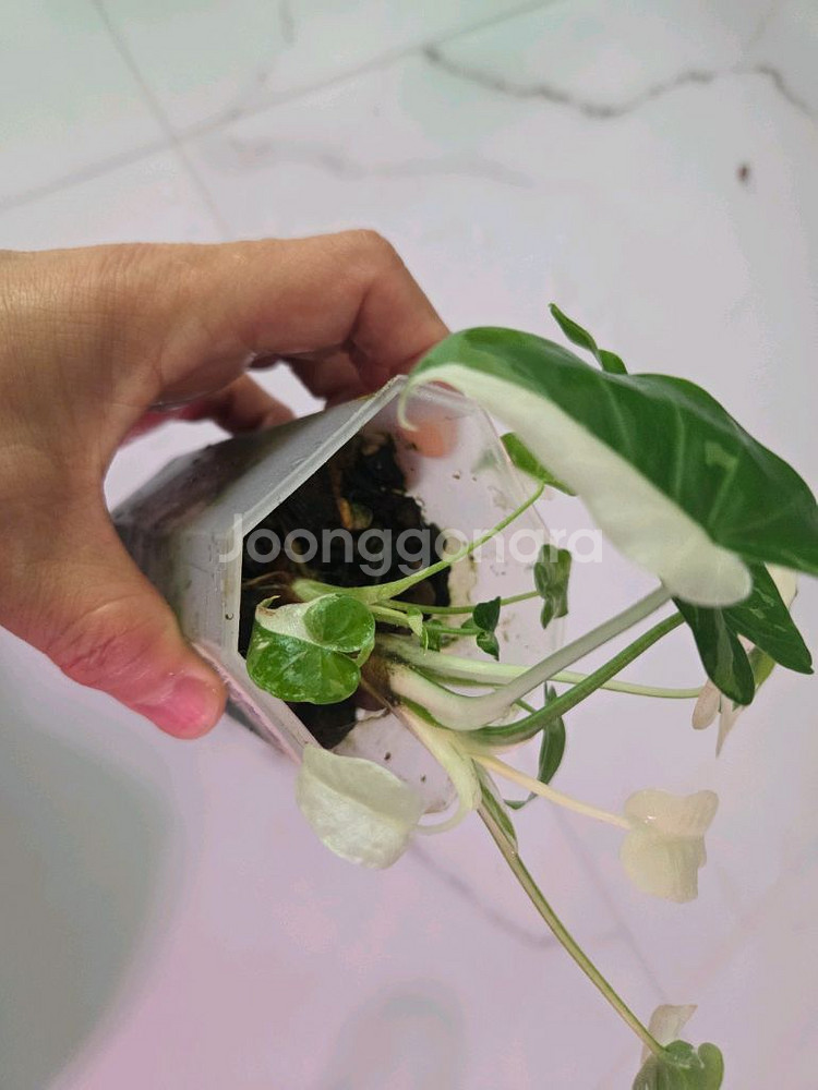 알로카시아 오키나와실버--0