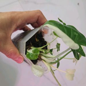 알로카시아 오키나와실버