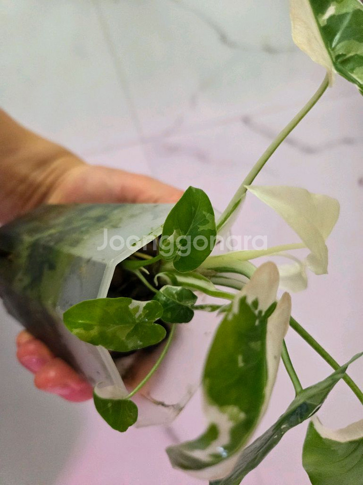 알로카시아 오키나와실버--3