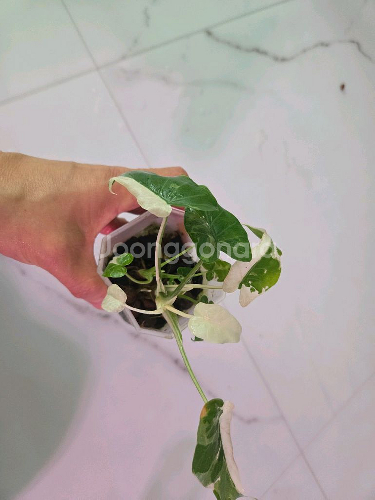 알로카시아 오키나와실버--2