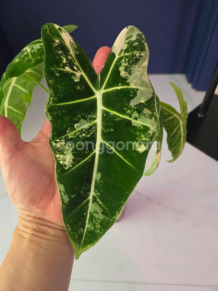 알로카시아 무늬프라이덱--0