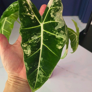 알로카시아 무늬프라이덱