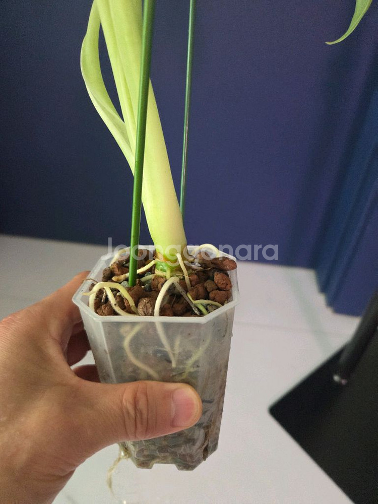 알로카시아 무늬프라이덱--2