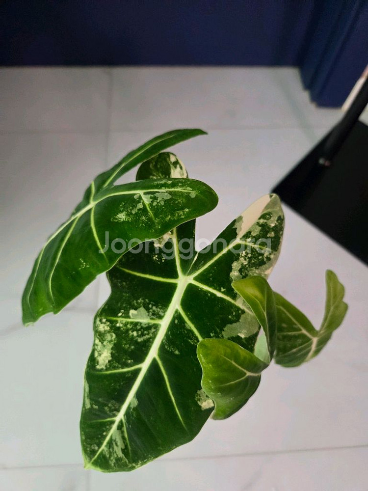 알로카시아 무늬프라이덱--1