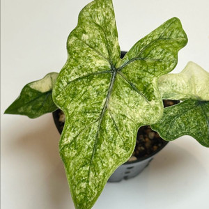 잭클린 미스틱 바리에가타