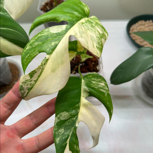 옐로우 히메 몬스테라 탑 순화묘