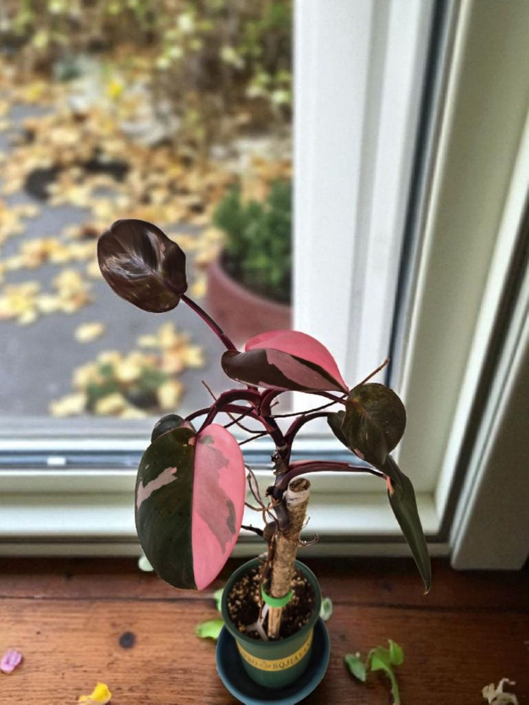 필로덴드론 핑크프린세스, 무늬아단소니, 알로카시아 핑크--3