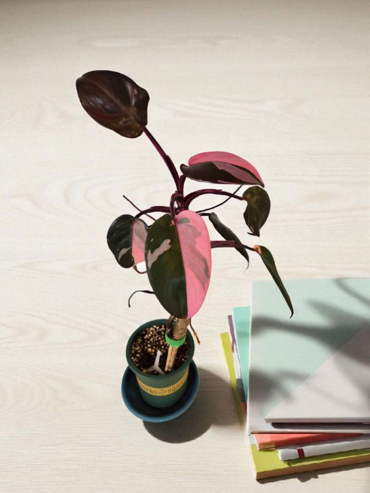 필로덴드론 핑크프린세스, 무늬아단소니, 알로카시아 핑크--2