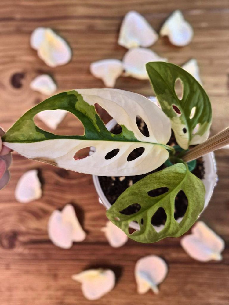 필로덴드론 핑크프린세스, 무늬아단소니, 알로카시아 핑크--5