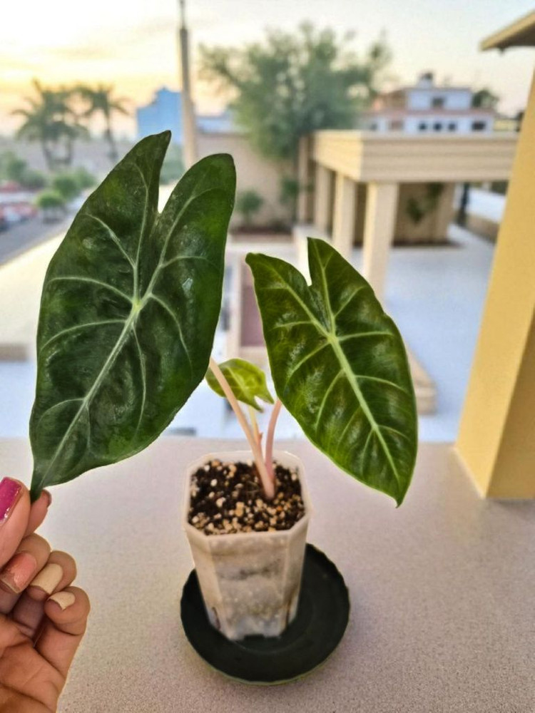 필로덴드론 핑크프린세스, 무늬아단소니, 알로카시아 핑크--4