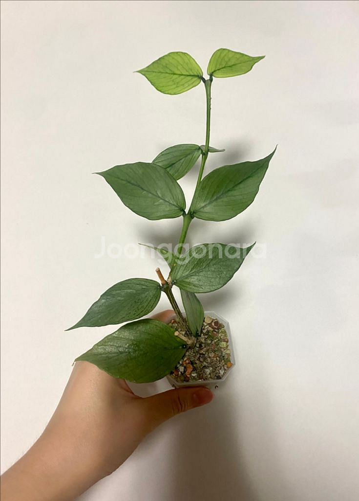 호야 폴리네우라 실버--0