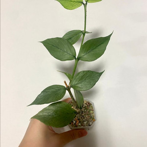 호야 폴리네우라 실버