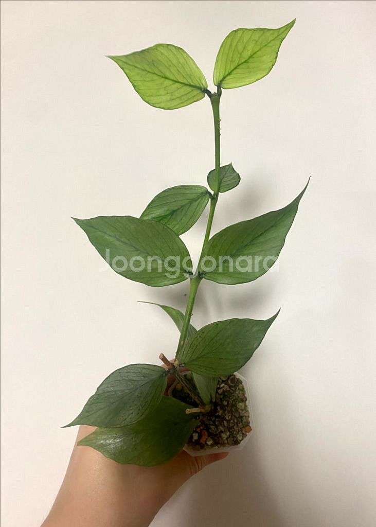 호야 폴리네우라 실버--1