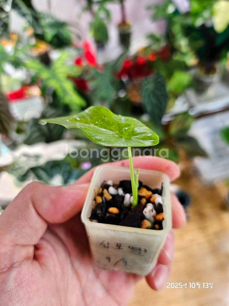 알로카시아 심포 옐로우바리에가타--3