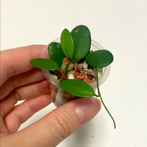 호야 스펙타티시마