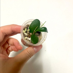 호야 스펙타티시마