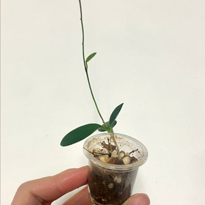 호야 스펙타티시마