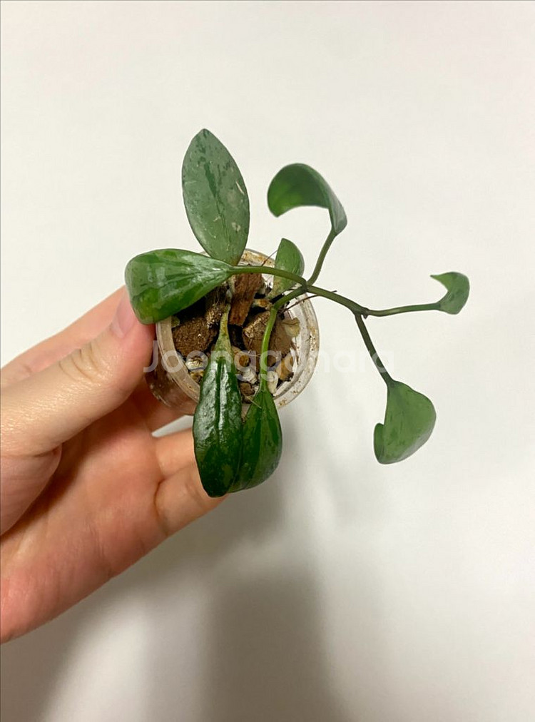 호야 라쿠노사 설가타--1