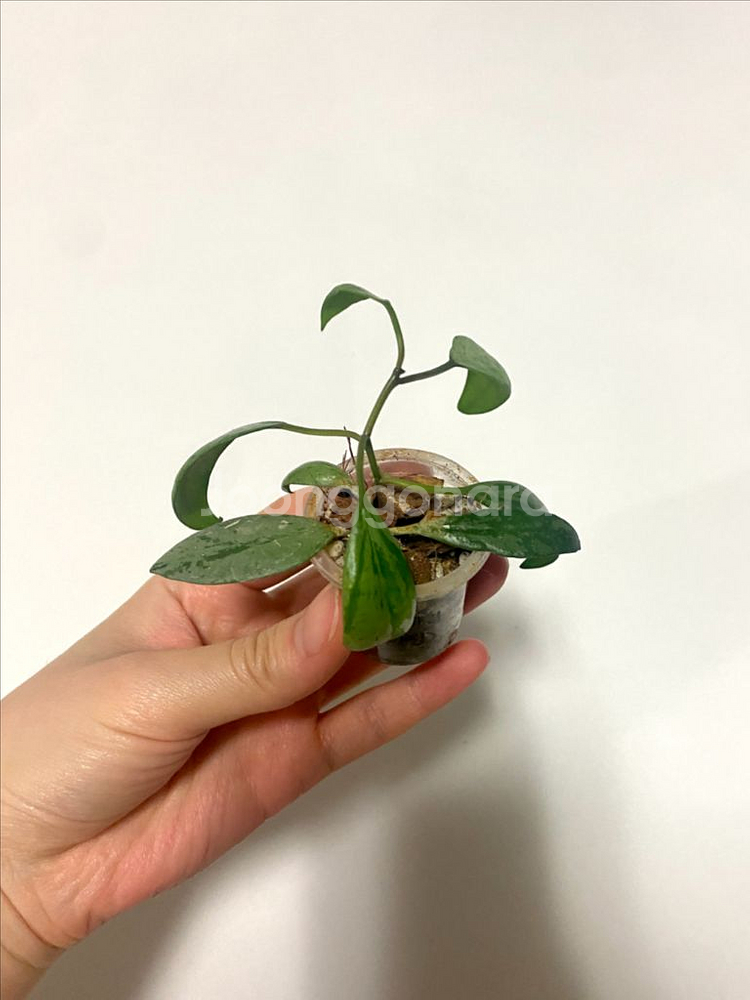 호야 라쿠노사 설가타--2