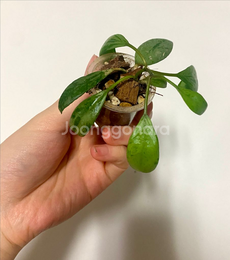 호야 라쿠노사 설가타--0