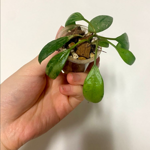 호야 라쿠노사 설가타